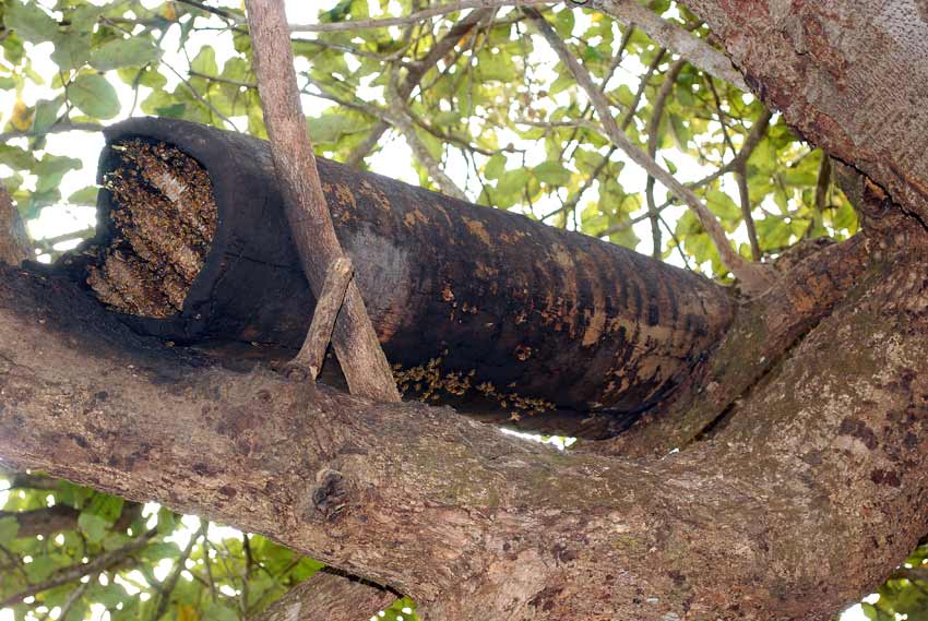 Bild: Besuch in Guinea-Bissau, Bild 2