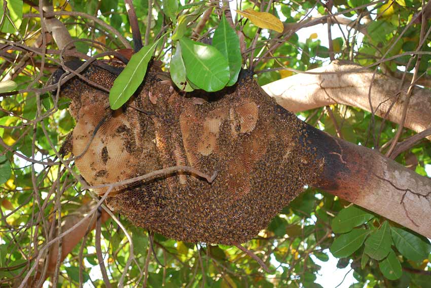 Bild: Besuch in Guinea-Bissau, Bild 7